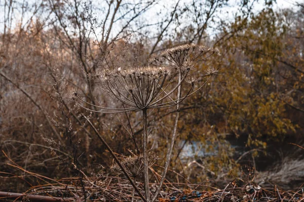 Plantas secas de otoño crecen en el campo . —  Fotos de Stock