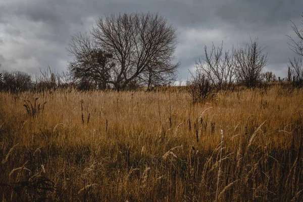 Sonbahar manzara. Kasvetli şiddetli gökyüzü, bir çığlık içinde yalnız çıplak ağaçlar — Stok fotoğraf