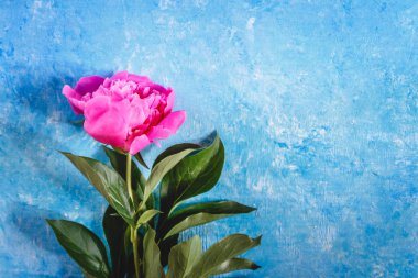 Mavi bir beton ve mermer zemin üzerine bir mor pembe Şakayık. 