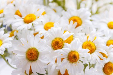 arka plan beyaz alan papatya sarı merkezleri ile.