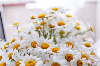 arka plan beyaz alan papatya sarı merkezleri ile.