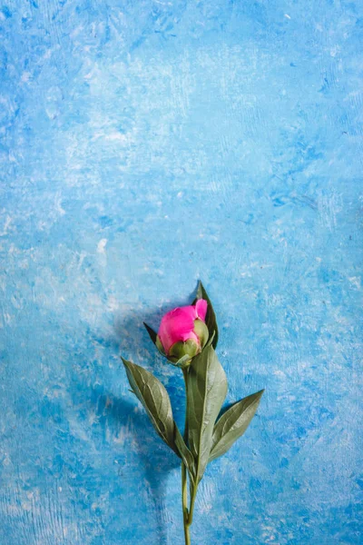 One purple-pink peony on a blue concrete and marble background.