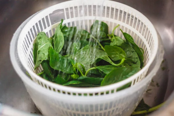 Bir kevgir temizlemek için su akışı altında yeşil taze fesleğen