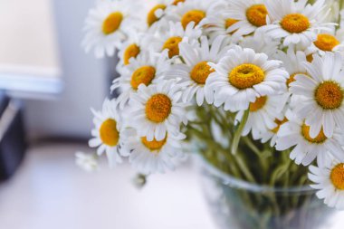 camda beyaz b yakınındaki bir Vazoda beyaz papatyalardan buket