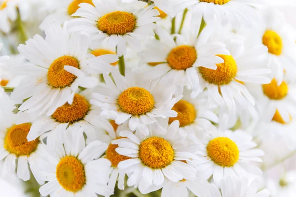 Fundo de margaridas campo branco com centros amarelos . — Fotografia de Stock