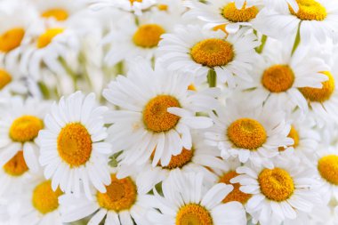 arka plan beyaz alan papatya sarı merkezleri ile.