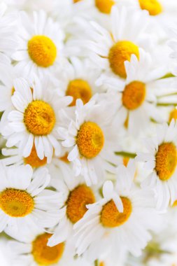 arka plan beyaz alan papatya sarı merkezleri ile.