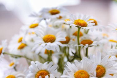 arka plan beyaz alan papatya sarı merkezleri ile.