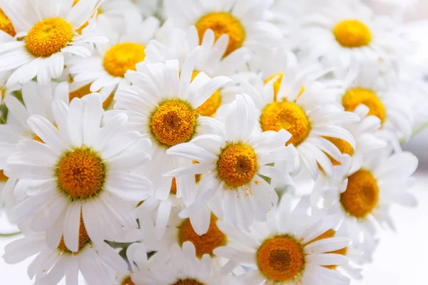 Fundo de margaridas campo branco com centros amarelos . — Fotografia de Stock