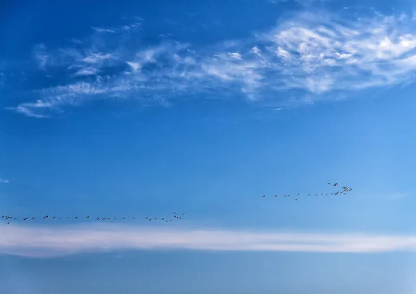Een kudde eenden vliegt over de zee in een helder blauwe zonnige hemel. — Stockfoto