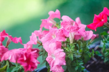 Balkonda saksıda parlak mavi, mor, pembe Petunya çiçekleri