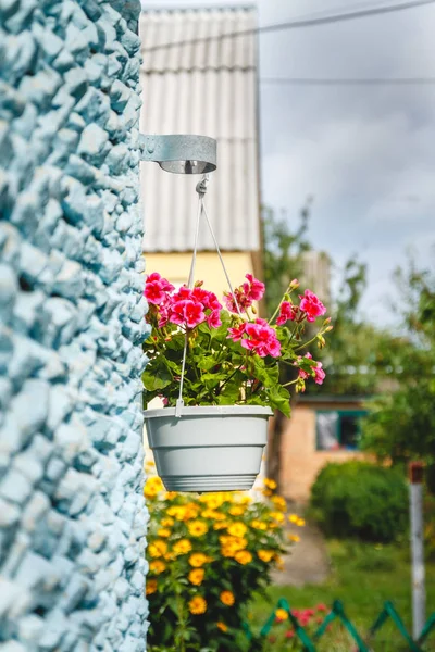 Décor à l'extérieur de la maison, géraniums roses dans un pot de fleurs suspendu o — Photo