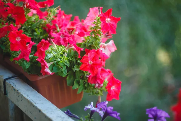 Fleurs de pétunia bleu vif, violet, rose dans des pots sur le balcon — Photo