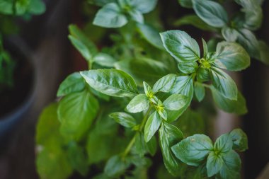 Sulu Yeşil fesleğen bir tencerede büyür. Close.