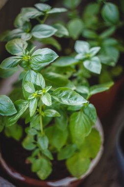 Sulu Yeşil fesleğen bir tencerede büyür. Close.