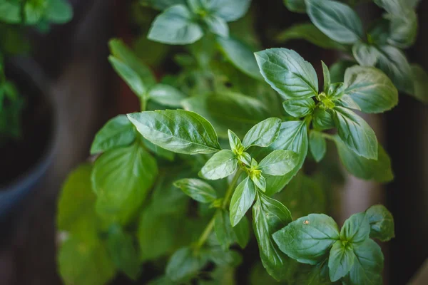 Sulu Yeşil fesleğen bir tencerede büyür. Close.