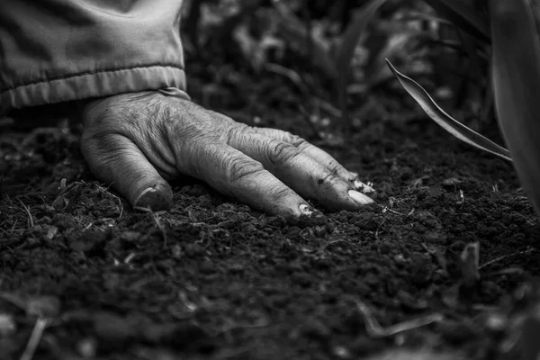 Une vieille main féminine sur terre. Gros plan. Monochrome, BW, noir — Photo