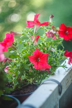 Balkonda saksıda parlak mavi, mor, pembe Petunya çiçekleri