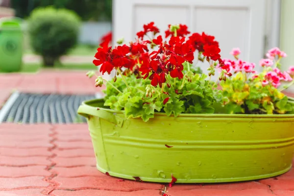 The decor outside the house, pink and red geraniums in a metal g