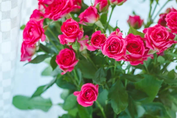 Fundo das muitas delicadas rosas rosa pouco — Fotografia de Stock