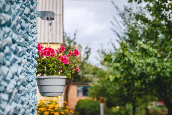 Decor outside the house, pink geraniums in a hanging flowerpot o