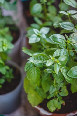 Sulu Yeşil fesleğen bir tencerede büyür. Close.