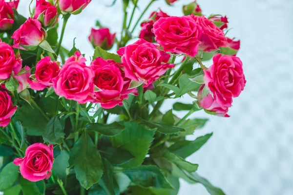 Fundo das muitas delicadas rosas rosa pouco — Fotografia de Stock