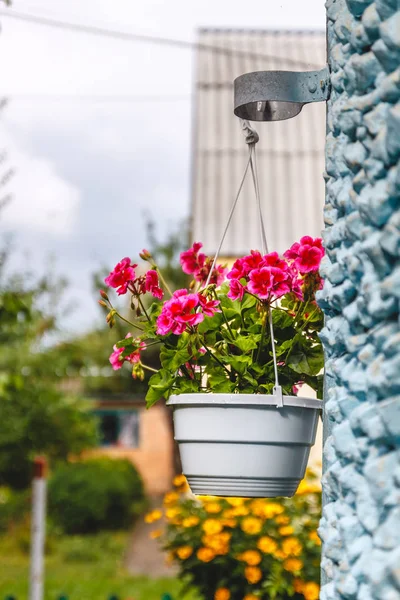 Decor outside the house, pink geraniums in a hanging flowerpot o