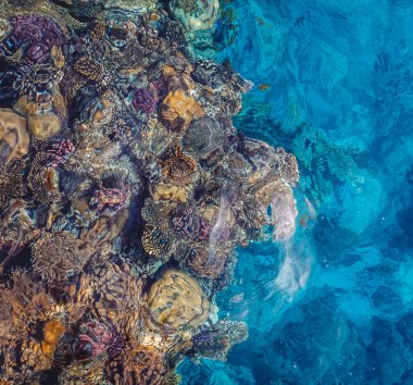 Mısır'da Kızıldeniz renkli balık ile parlak mercan resifi. Vı