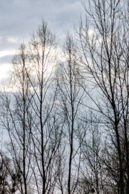 Bir ilkbahar-yaz ormanda çam ağaçlarının Gün manzara, 