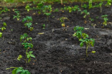 Genç fideler bile sırayla bahçede dikilen