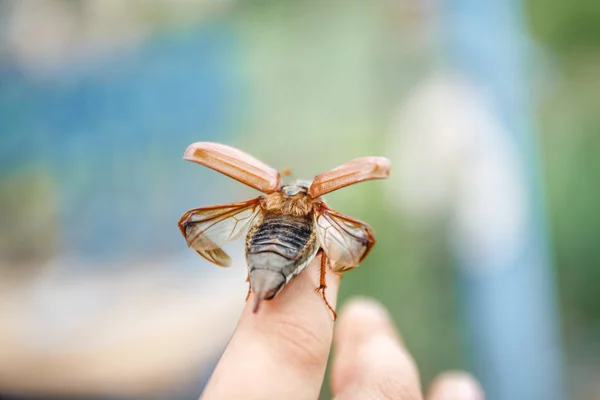 On the children's hand sits a large May-bugle beetle and is prep — Stock Photo, Image