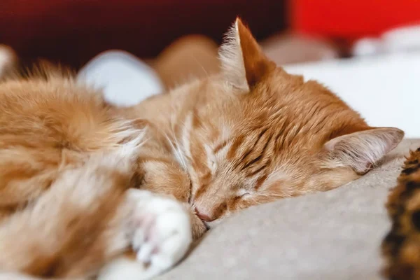 Beautiful red cat sleeping, close-up. Concept. healthy restful s