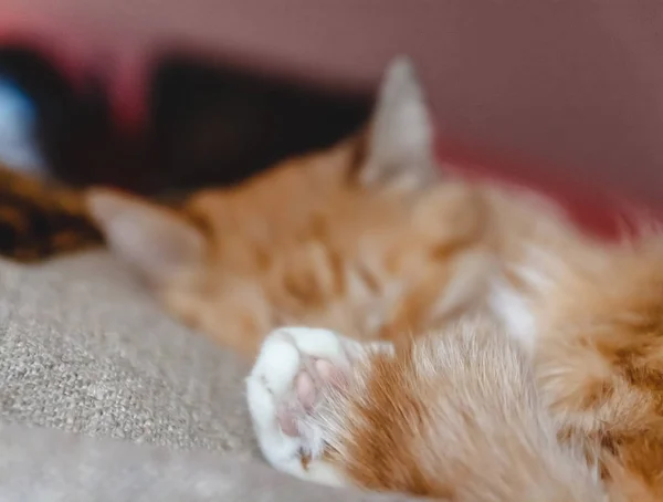 Piękny czerwony kot spanie, zbliżenie. Koncepcja. zdrowe spokojny s — Zdjęcie stockowe