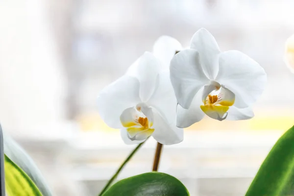 Biały kwiat orchidei na jasnym tle w twórczej rozmyciu — Zdjęcie stockowe