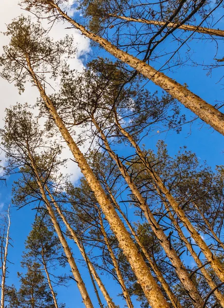 春夏の森の松の木の日景 — ストック写真