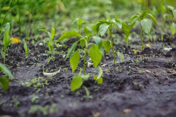 Junge Setzlinge in geraden Reihen im Garten gepflanzt — Stockfoto