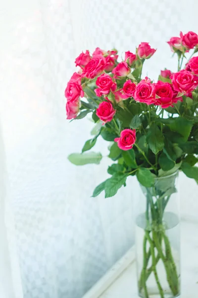 Fundo das muitas delicadas rosas rosa pouco — Fotografia de Stock