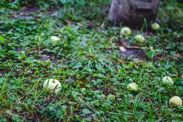 Na grama verde estão as maçãs caídas da árvore — Fotografia de Stock