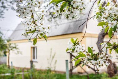 Kiraz çiçekleri aracılığıyla bir büyük kır evi görebilirsiniz