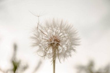 Bir beyaz karahindiba saçılım, karanlık bir arka plan üzerinde yakın çekim. Mac