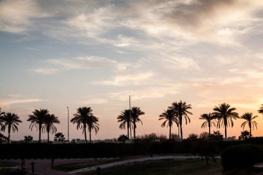 Palmiye ağaçları, gün batımı, siluet ile manzara. Mısır.Sharm El Sh