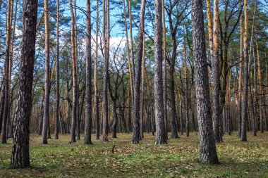 Bir ilkbahar-yaz ormanda çam ağaçlarının Gün manzara, 