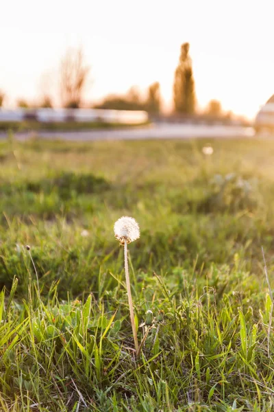 Landscape, one white dandelion in the evening beautiful back mag — Stock Photo, Image