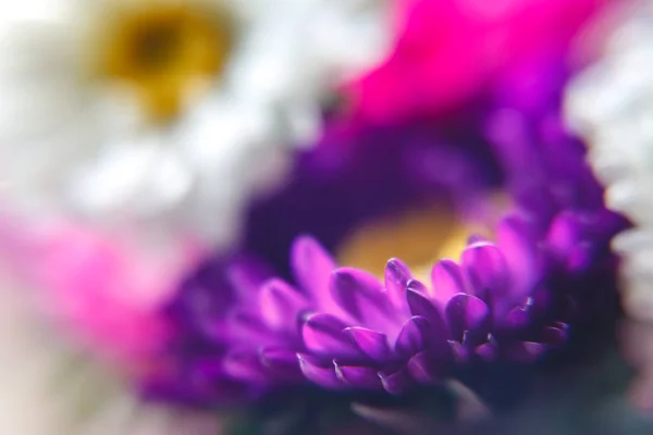 Pétales violet-lilas aster fleur avec un milieu jaune. Flou et — Photo