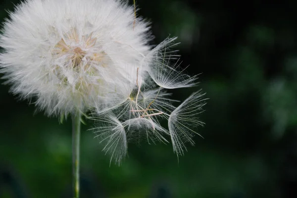 One White dandelion scatters, close-up on a dark background. Mac — Stock Photo, Image