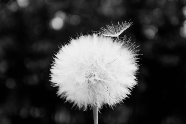 Un diente de león blanco se dispersa, de cerca sobre un fondo oscuro. Mac. — Foto de Stock