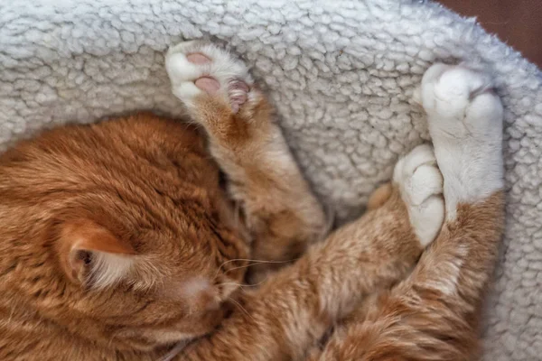Красивая рыжая кошка спит, крупным планом. Концепция. здоровые и спокойные — стоковое фото