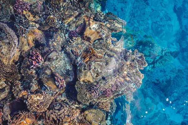 Recife de coral brilhante com peixes coloridos do Mar Vermelho no Egito. Vi — Fotografia de Stock