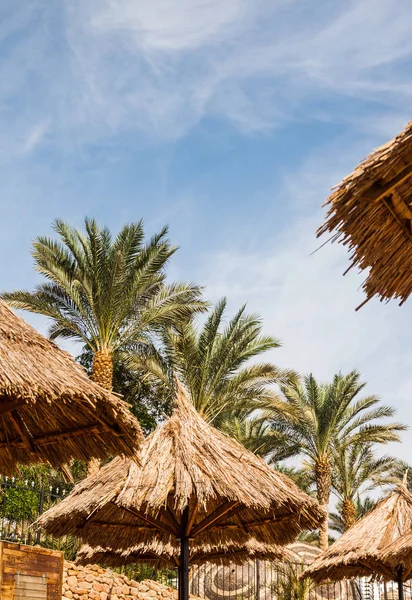 Straw beach umbrellas and palm trees against a bright blue sky — 스톡 사진